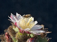 080-Jardin de Cactus  Bienchen und Blümchen.