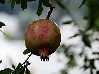 108  Granatapfel.