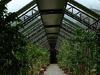 059  Der Gang zum Haupthaus - geschmückt mit Blumen.