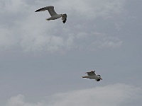 185  Die Möwen verfolgen unser Ausflugsschiff. Sie wissen schon, warum...