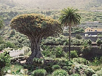 007-Drachenbaum  Uralte Drachenbäume sind zu bestaunen.